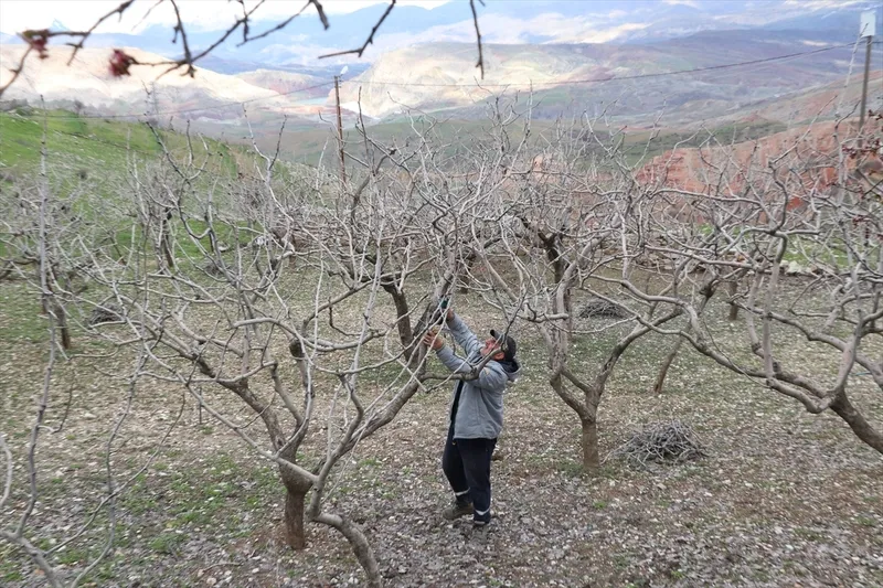 siirtte-devlet-destekli-fistik-uretimi-artti-yok-yilina-ragmen-uretici-umutlu-1776424570890.jpg Siirt’te devlet destekli fıstık üretimi arttı: “Yok yılı”na rağmen üretici umutlu-3