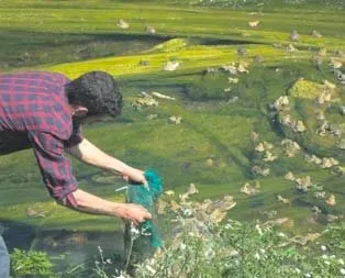 Kurbağa bir sıçradı
