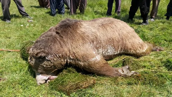 silahla-vurulduktan-sonra-gole-dusen-ayi-telef-oldu-1627396500710.jpg Bolu’da silahla vurulduktan sonra göle düşen boz ayı öldü! Katil aranıyor-5