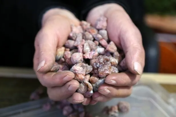 Artık o çamsakızı çoban armağanı olmaktan çıktı! Şimdi fiyatı çeyrek altınla aynı! Basit bir çakı ile toplayabilirsiniz-2