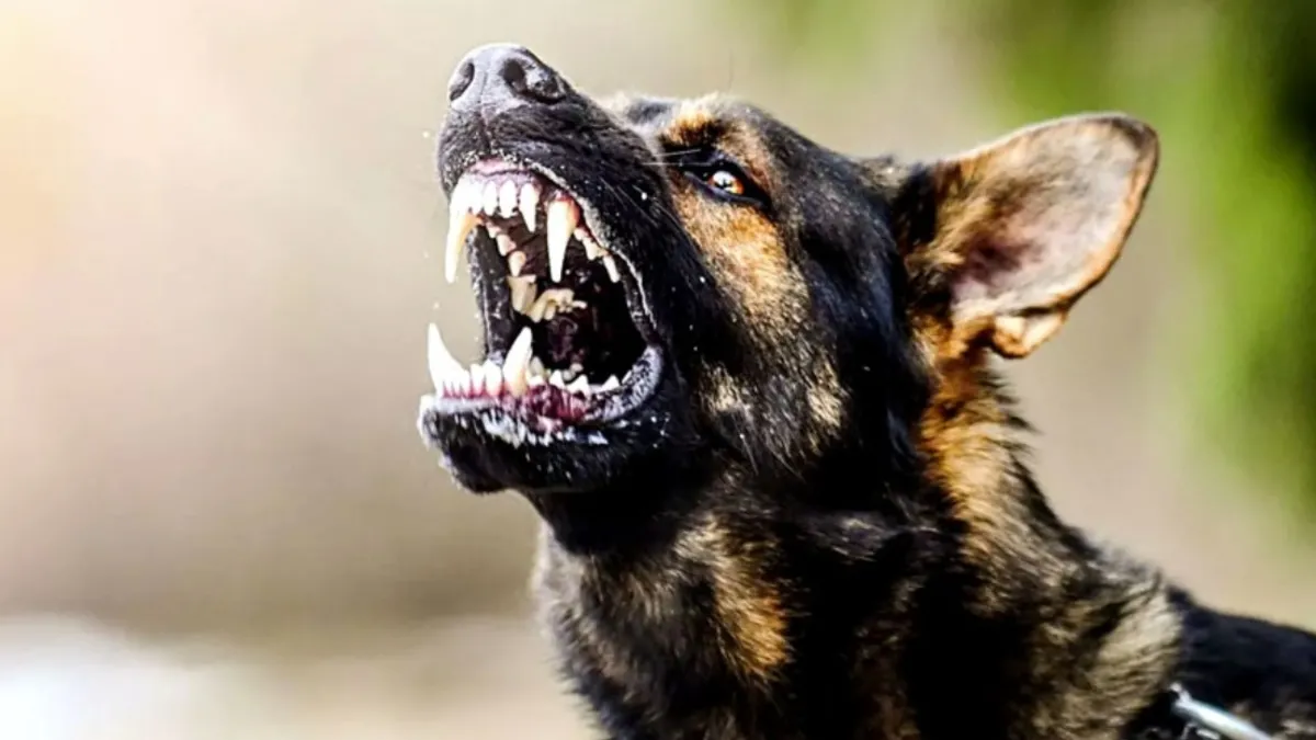 Sahipsiz köpekler 6 ay içinde barınaklara toplanacak: "Görevini yapmayan belediyelere acımak yok"