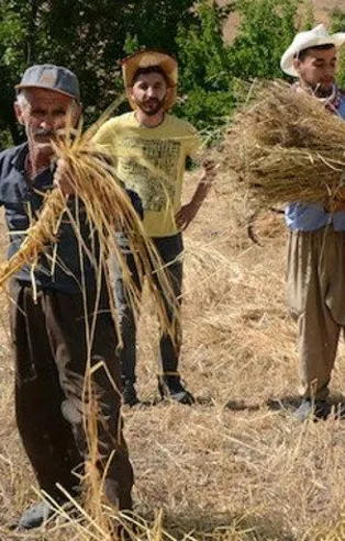 Terörden temizlendi, bereket fışkırıyor! Hakkari'nin o ilçesinde huzur ortamının sağlanmasıyla, 25 yıl sonra yeniden tarıma başladılar