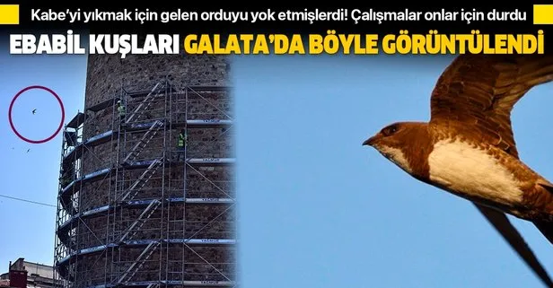 Galata’da müzeleştirme çalışmalarına ara verilmesine neden olan Ebabil kuşları görüntülendi