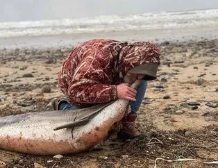Eyüpsultan sahilde 24 ölü yunus balığı kıyıya vurdu!