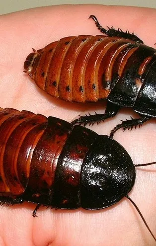 Rüyada hamam böceği görmek ne anlama gelir?