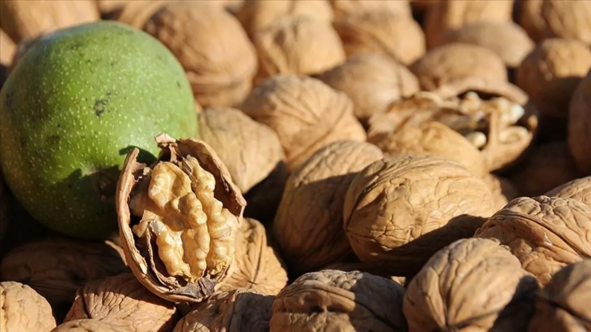 Cevizin faydaları: Prostat kanserinden diyabete kadar koruyucu etkisi dikkat çekiyor