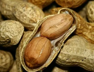 Diyabetin ilacı yer fıstığı