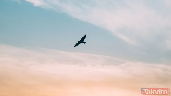 Hayvanlar Depremi Hissediyor Mu? Tüm Bu Gözlemler, Hayvanların, Sismik Olaylar Ve Çevresel Değişiklikler Konusunda İnanılmaz Bir Hassasiyet Geliştirdiğini...