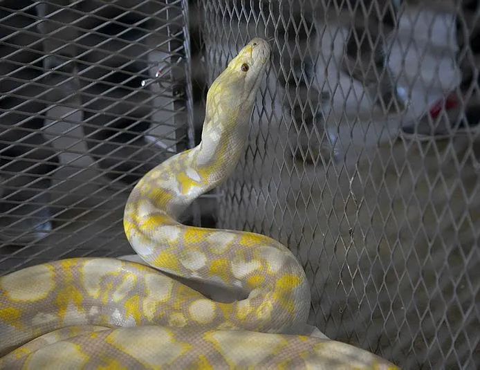 Kapıkule’de sürüngen operasyonu