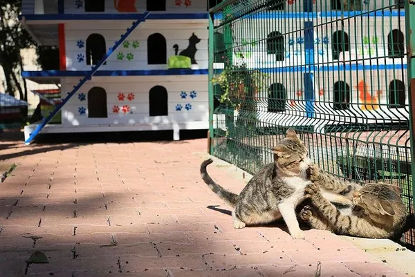 Avrupa’da birçok şehirde 17 Şubat Kediler Günü olarak kutlandı: Türkiye o sırada 11. sırada-7