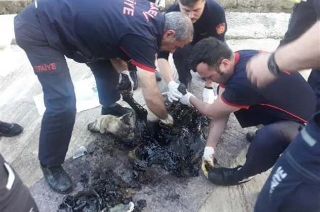 Korkunç olay! Köpek, tankerden dökülen zifte yapıştı