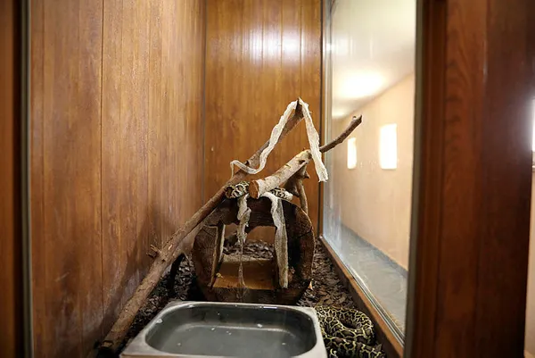 turkiyenin-en-buyuk-hayvanat-bahcesi-olan-gaziantep-hayvanat-bahcesinde-deri-degistiren-yilanlara-sut-banyosu-yaptiriliyor-1625128898395.jpg Türkiye'nin en büyük hayvanat bahçesi olan Gaziantep Hayvanat Bahçesi'nde deri değiştiren yılanlara süt banyosu yaptırılıyor-5