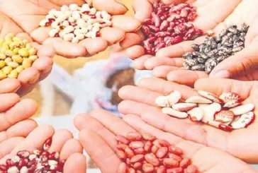 Sebze tohumunda ihracat rekoru