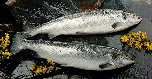 Çikolata kistinin dostu balık