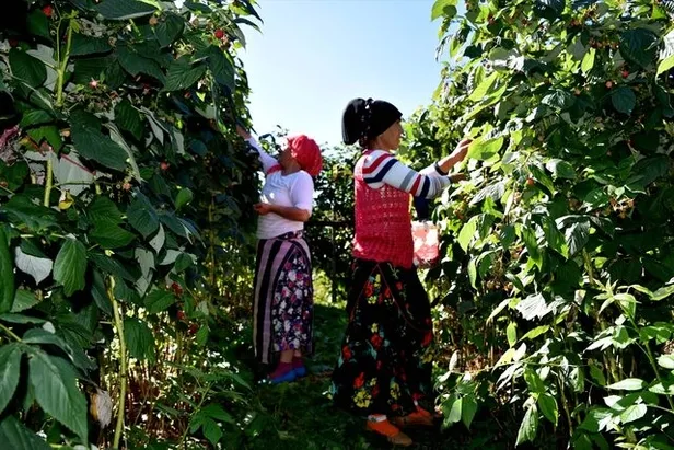 yeni-gelir-kapisi-super-besin-cok-iyi-para-kazandiriyor-700-metrekare-arsadan-bir-ton-urun-1603373992028.jpg 700 metrekare arsadan bir ton ürün... Yeni gelir kapısı! Süper besinle paraya para demiyor!-2