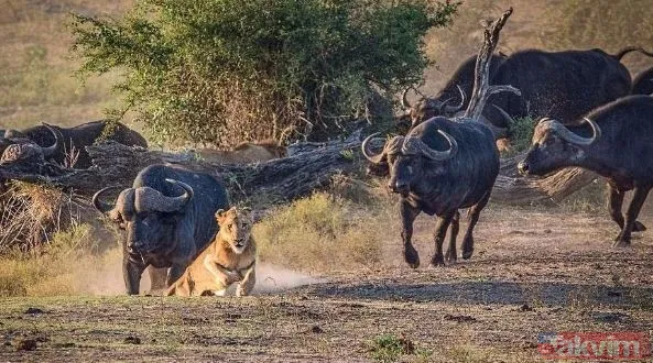 Ava giderken avlandı! Bir anda bufaloların arasında kalan aslanın zor anları (Aslan - Bufalo kavgası) - 6