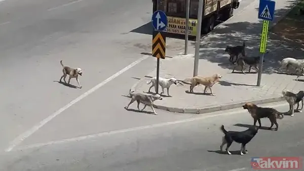 Başıboş sokak köpeği sorununa tarihsel bakış! Atatürk dönemindeki Resmi Gazete'de 'umumi mücade' vurgusu - 10