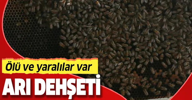 Tunceli'de 'arı' dehşeti! Ölü ve yaralılar var