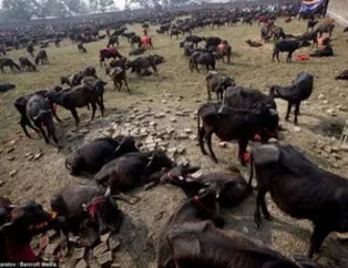 Nepal'de dehşete düşüren festival (+13)