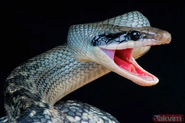 Rüyada ölmüş yılan görmek ne anlama gelir, neye işarettir? Rüyada canlı yılan görmenin anlamı ve yorumu - 2