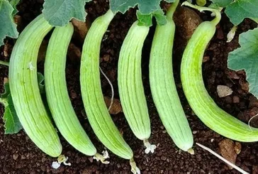 Kemiklere acur gücü