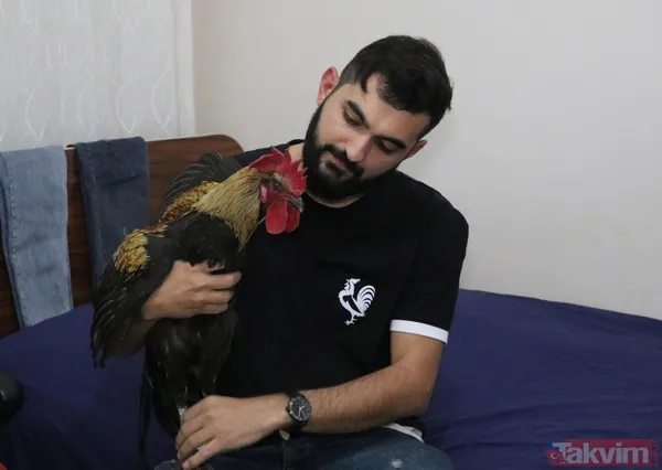Öterken bayılan Denizli horozu Bahtiyar baba oldu! 10 civcivi var - 8