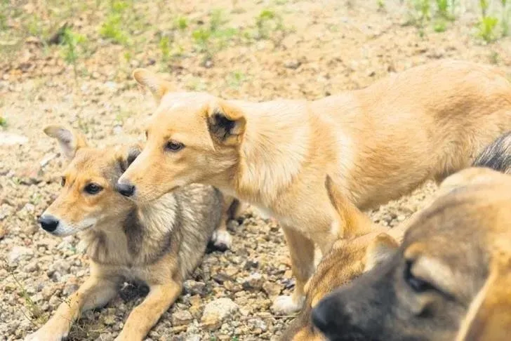 Mama lobisinden hayvan sevgisi adı altında 500 milyarlık rant: "Bu bir bio-güvenlik problemidir"-7
