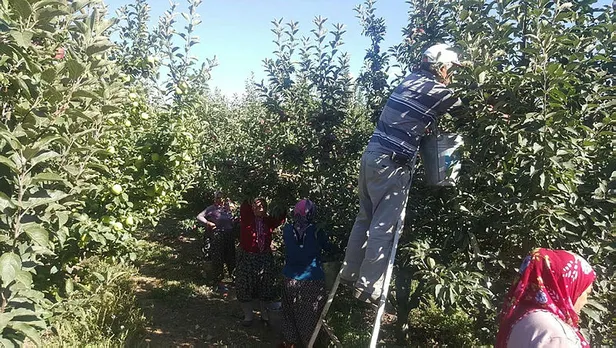 Başkan Erdoğan talimat vermişti! Isparta elması tanzimi başladı-5