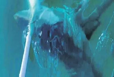 Ege’de Jaws dehşeti yaşadılar