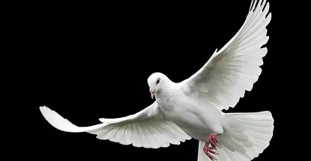 Rüyada Güvercin Görmek Ne Anlama Gelir Takvim