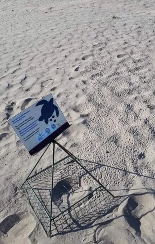 İztuzu Plajı’nda deniz kaplumbağalarının kuluçta süresi tamamlandı ve ilk yavru çıkışı gerçekleşti