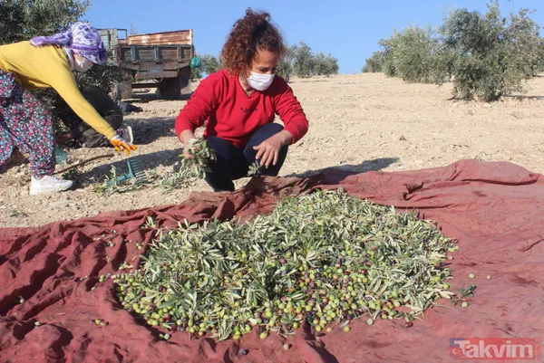 Her yıl 6 aylığına gittiği Kilis'ten dünyaya tonlarca zeytinyağı ihraç ediyor - 7