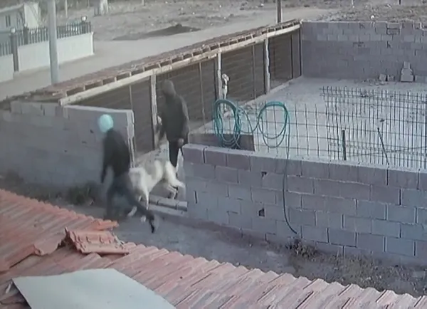 30-bin-tl-degerindeki-malakli-cinsi-kopegi-calindi-bulana-gorene-ve-haber-verene-yarim-altin-verecek-1633604194004.jpg 30 bin TL değerindeki 'Malaklı' cinsi köpeği çalındı! Bulana görene ve haber verene yarım altın verecek-2