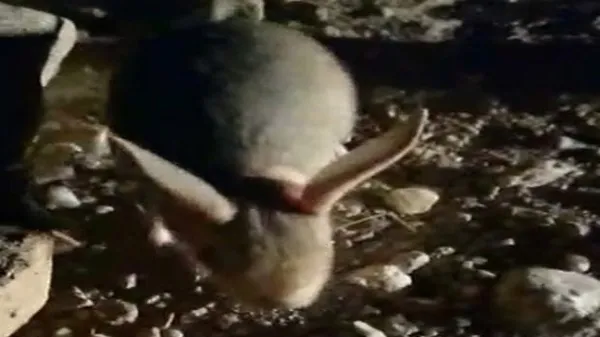 Dünyanın en ilginç hayvanlarından biri Erzincan'da görüntülendi!-1