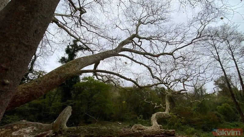 İstanbul’un en yaşlı ağacı! Sarıyer Bahçeköy’deki Doğu Çınarı tam bin 300 yaşında