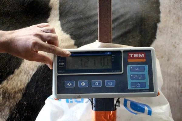 72-bin-500-liraya-satildi-dev-tosun-1-ton-220-kilogram-agirliginda-1656315874441.jpg 72 bin 500 liraya satıldı! Dev tosun 1 ton 220 kilogram ağırlığında-8