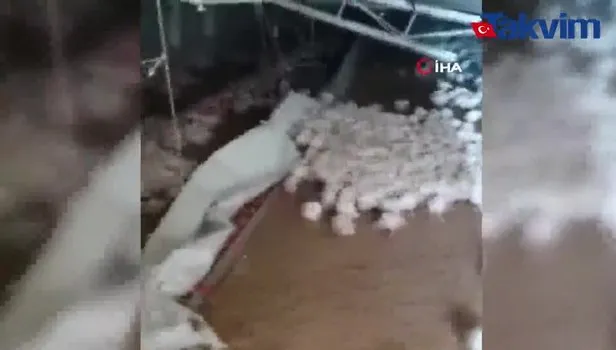 Malatya’da kardan çiftliğin çatısı çöktü, binlerce tavuk telef oldu