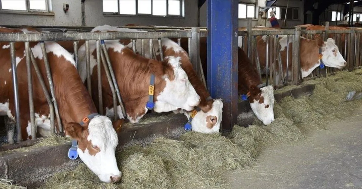 Ciftciye Mujde Hayvancilik Destegi Verilecek Duvelerin Yas Siniri Kac Oldu Duve Destegi Kac Para Takvim Ciftciye Mujde Hayvancilik Destegi Verilecek Duvelerin Yas Siniri Kac Oldu Duve Destegi Kac Para Takvim