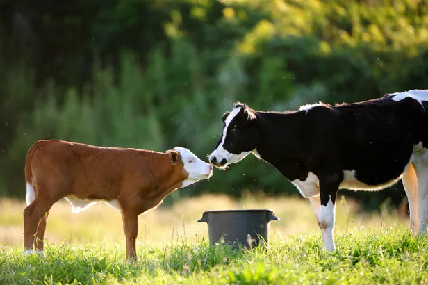 27 Ocak buzağı destekleri yattı mı? T.C. kimlik nosu 4, 6, 8 ile bitenlerin buzağı destek ödemeleri ne zaman?-3