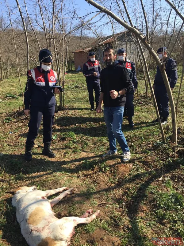 Duygulandıran görüntü! Pompalı tüfekle öldürülen köpeğin 7 yavrusu başından ayrılmadı - 1