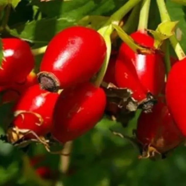 Kuşburnunun sırrı