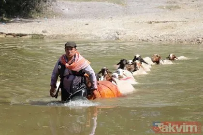 Denizli’de 8 asırlık gelenek! Koyunları Menderes Nehri’nden geçirdiler