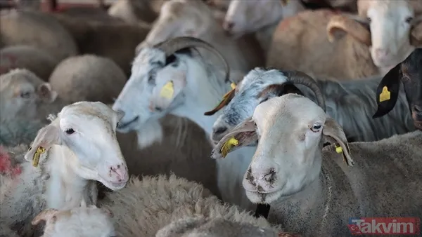 🏦 Kiralık Iban Kullanarak İz Sürülemiyor Bir Diğer Yaygın Yöntem İse Kişisel Banka Hesaplarının Geçici Olarak Kullanıldığı "Kiralık Iban" Yöntemi. Bu Hesaplara...