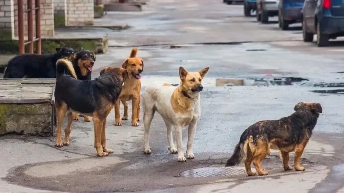 4 bakanlıktan kapsamlı çalışma! Başıboş sokak köpekleri sorununun çözümü için yasa tasarısı yolda: Tarih belli oldu | İngiltere modeli mi gelecek?