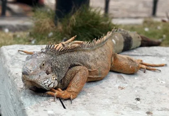 abdnin-florida-eyaletinde-halk-gokten-iguana-yagmasina-karsi-uyarildi-1608889635768.jpg ABD'nin Florida eyaletinde halk gökten iguana yağmasına karşı uyarıldı-2
