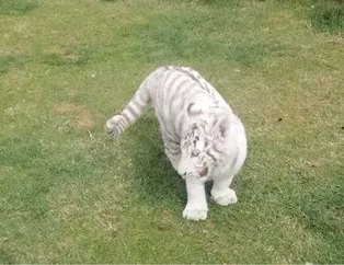 Beyaz kaplan ile Rhesus cinsi maymun ele geçirildi