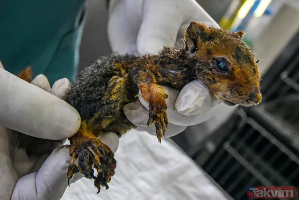 Antalya'daki yangında kurtarılan bir aylık sincap yaşatılmaya çalışılıyor - 1