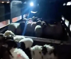 Küçükbaşların karın boşluklarında dikiş izi görüldü! Uyuşturucuyu saklama yöntemi şoke etti...