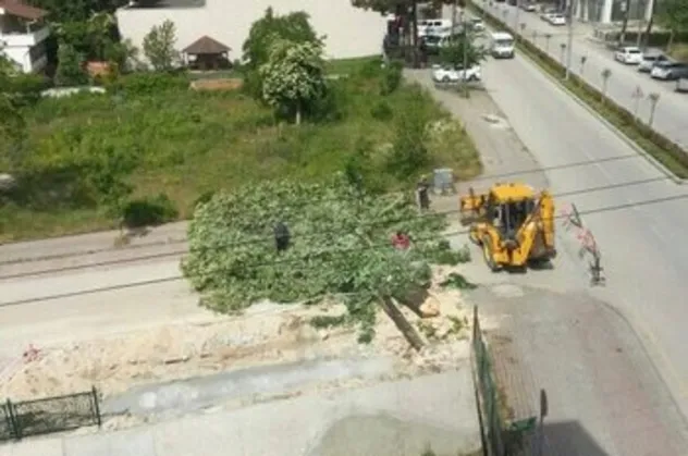 CHP'li belediye Gezi'nin yıl dönümünde ağaç kesti!
