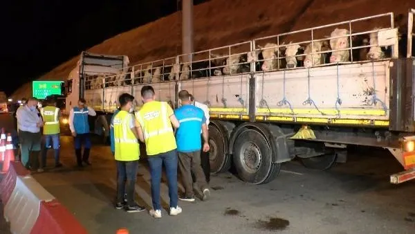Kurbanlıkların İstanbul'a girişi başladı! 7 gün 24 saat tek tek kontrol ediliyor-3